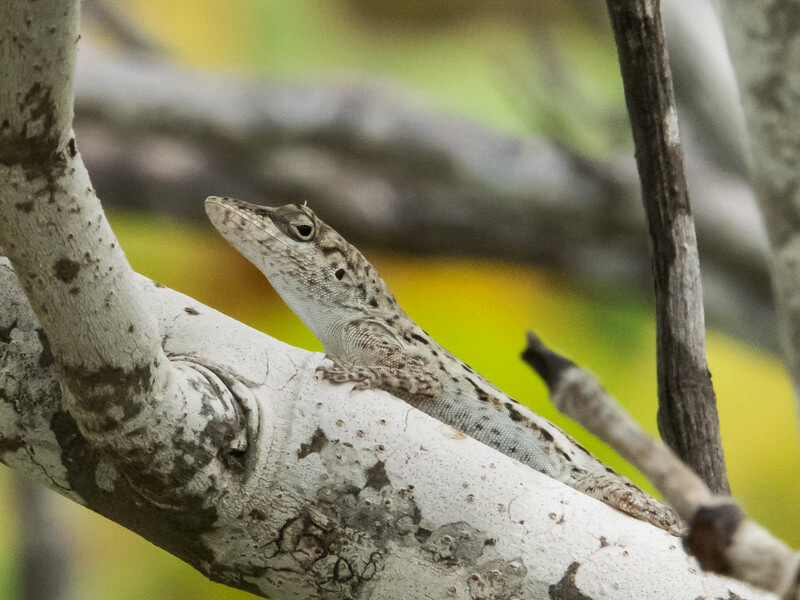 Why are mangroves so important Saving the mangroves and mangrove forest